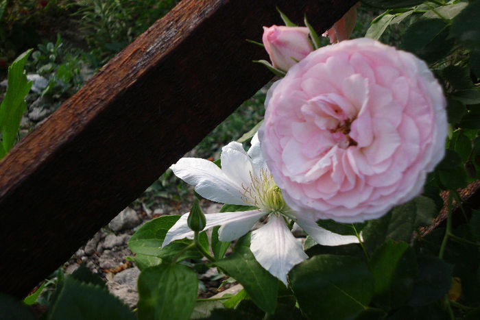 mini eden rose si andromeda - Trandafiri si clematite 2013