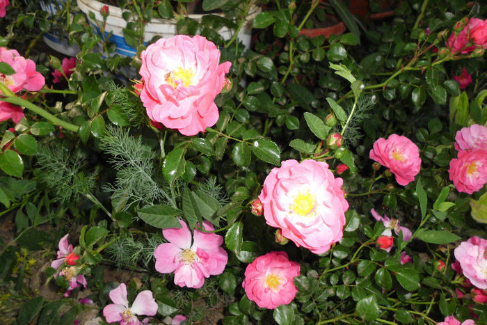 IMG_0626 - Trandafiri si clematite 2013