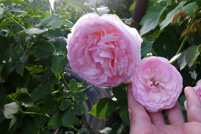 eden rose si mini eden rose - Trandafiri si clematite 2013