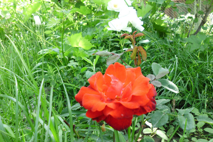 foc de tabara - Trandafiri si clematite 2013