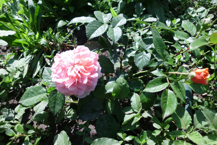 chipendalle - Trandafiri si clematite 2013