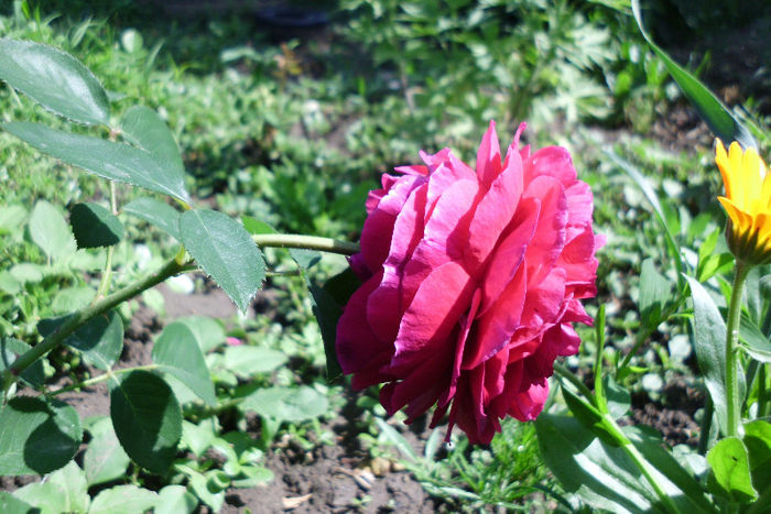 falstaf - Trandafiri si clematite 2013
