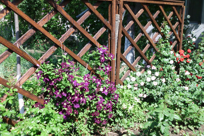 ansambu - Trandafiri si clematite 2013