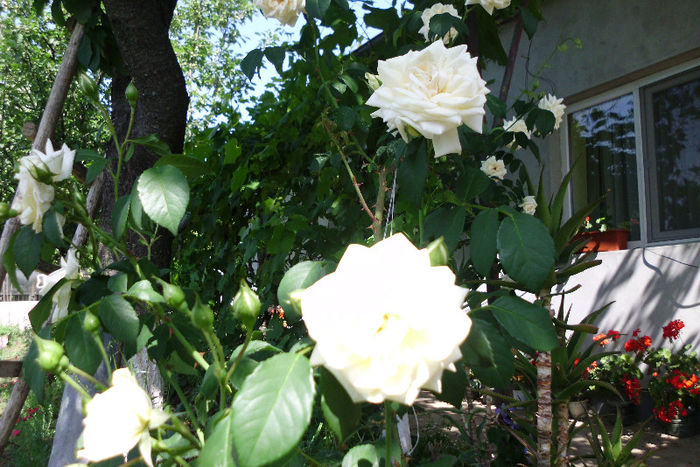 ilse krohn superior - Trandafiri si clematite 2013