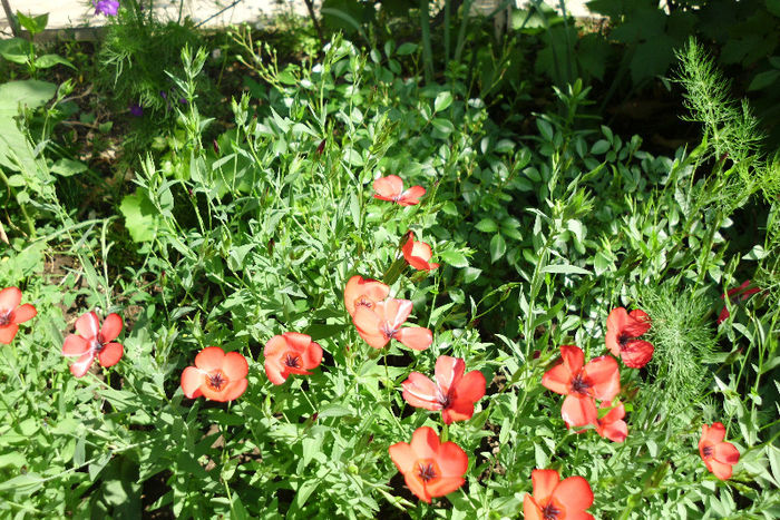 in scarlet si the fairy - Trandafiri si clematite 2013