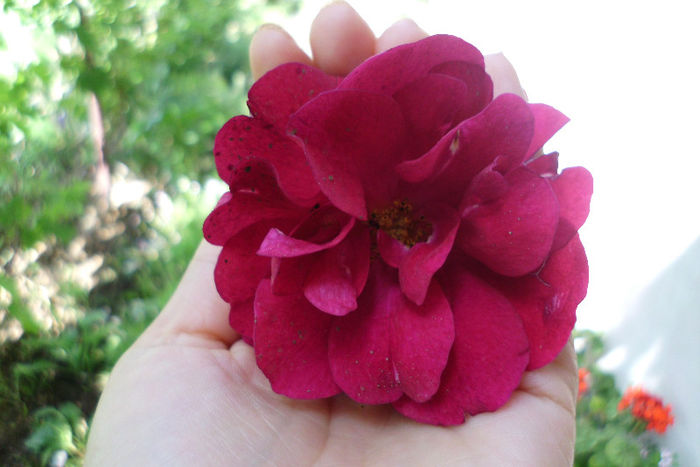 darcey busell-prima floare,prins sub pet - Trandafiri si clematite 2013