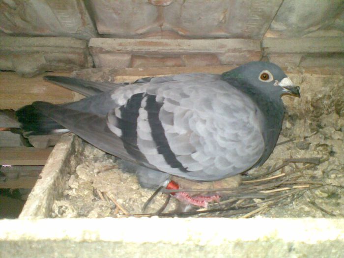 20052013(002) - Voiajori