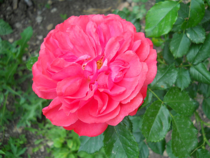 rosarium uetersen - trandafiri 2013