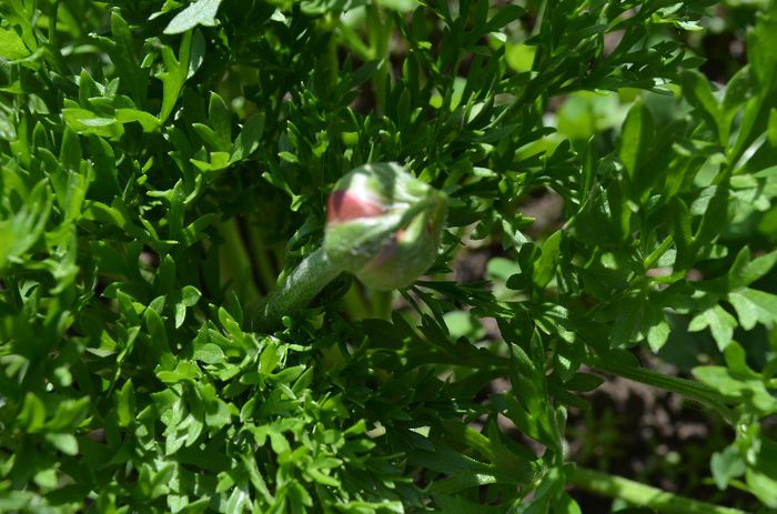 primii bobocei - 1RANUNCULUS