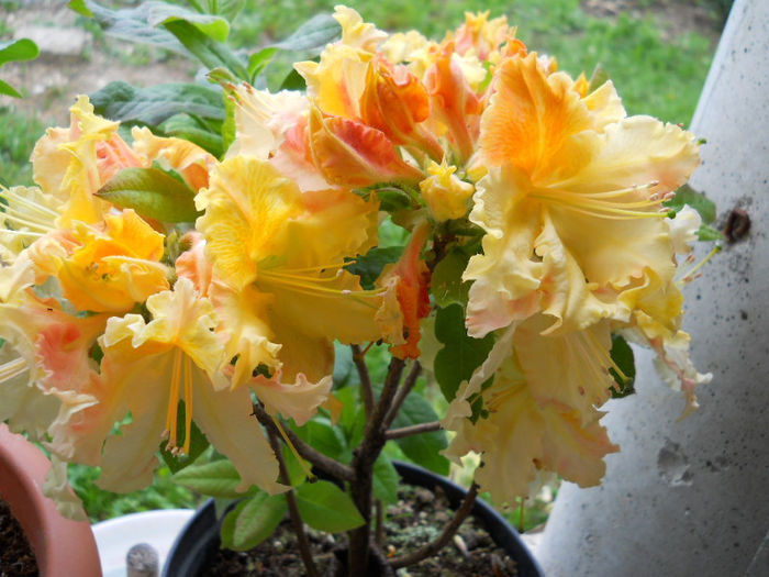 104 - rhododendron 2013