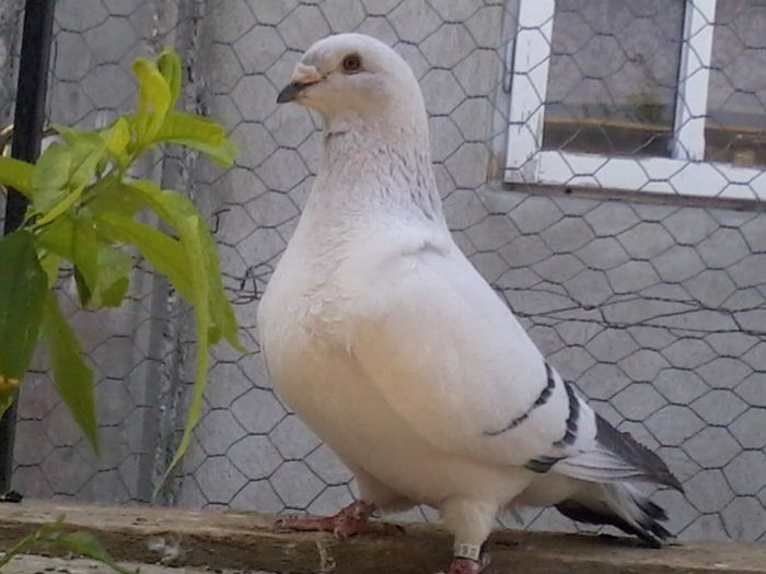 baba f 2009 - albastrii azur femele