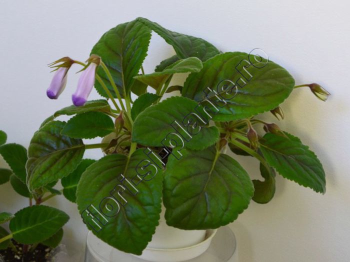 Sinningia Blue Ciel - GLOXINIA _ SINNINGIA