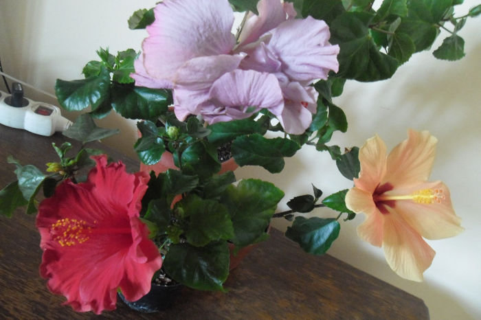 Hibiscus grup