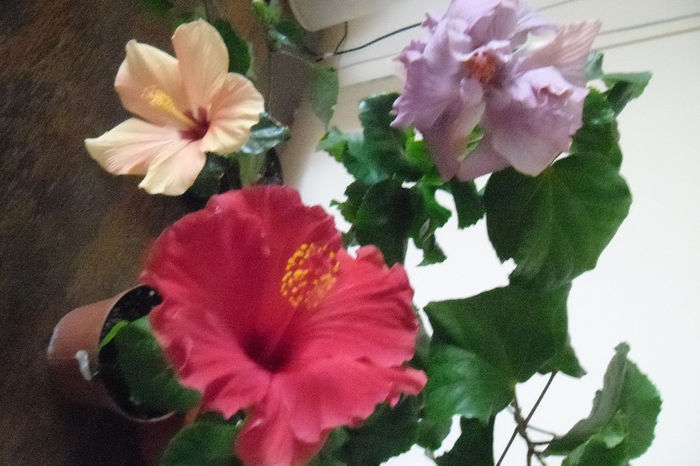 hibiscus grup