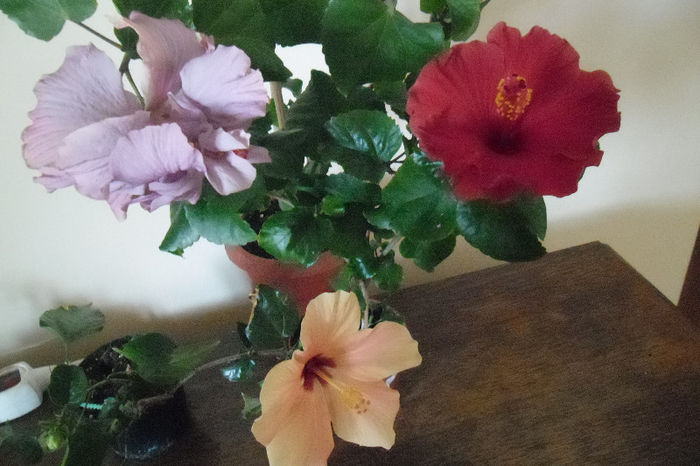 hibiscus grup