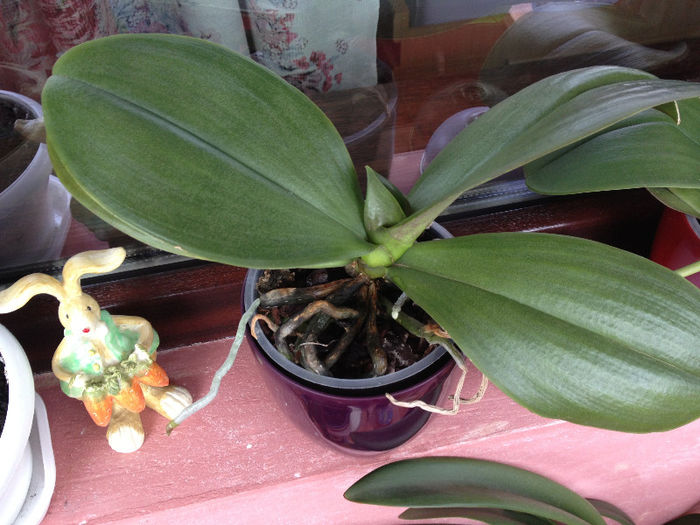 IMG_0182; orhidee albastra
