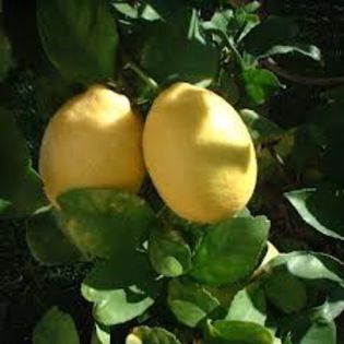 lamai 100 ron - citrice de vanzare