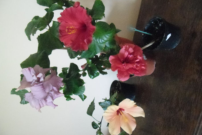 hibiscus grup