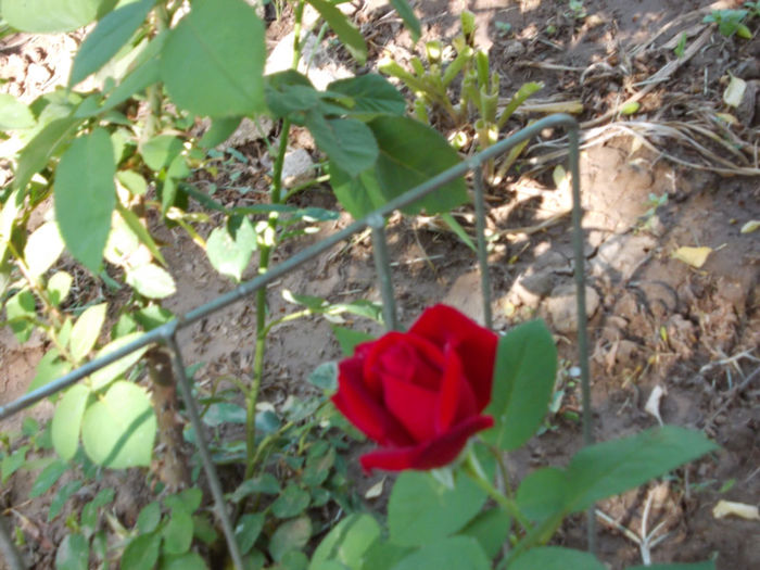 Picture 199; trandafir Regina Elisabeta

