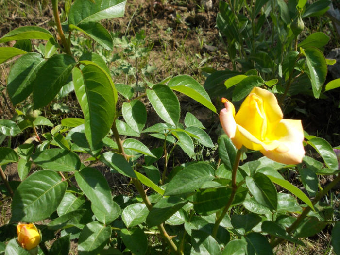 Picture 202; trandafir galben
