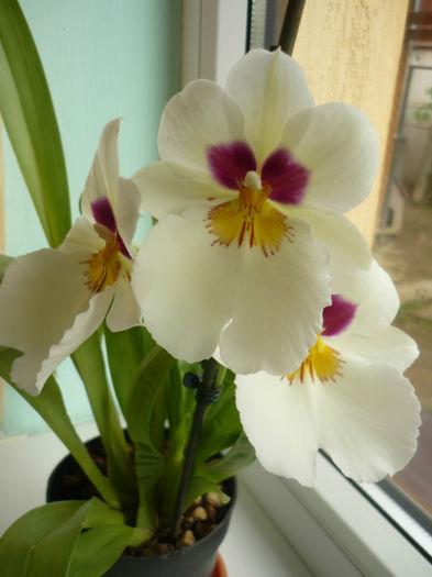 P1100359 - miltoniopsis Mini Pearl