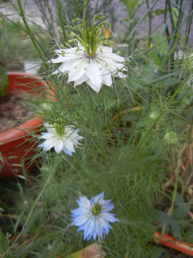 Nigella damascena (2013, May 21)