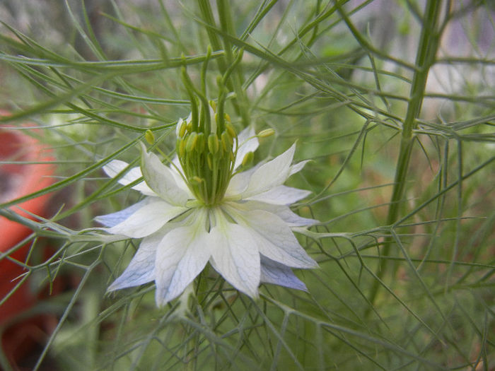 Nigella damascena (2013, May 21)