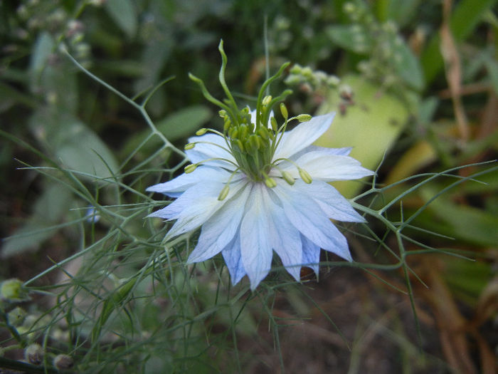 Nigella damascena (2013, May 21) - NIGELLA Damascena