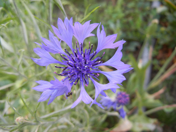 Centaurea cyanus Blue (2013, May 20)