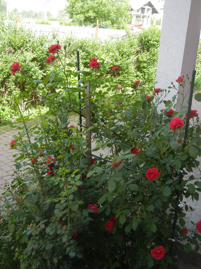 Blaze rose, 20may2013 - CLIMBING Roses