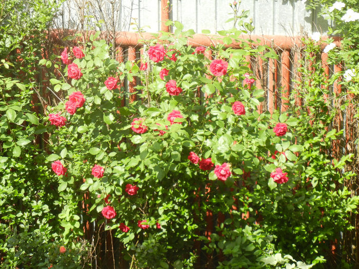 Blaze rose, 20may2013 - CLIMBING Roses