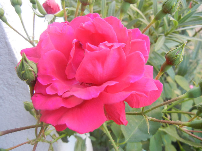 Rose Blaze (2013, May 20)