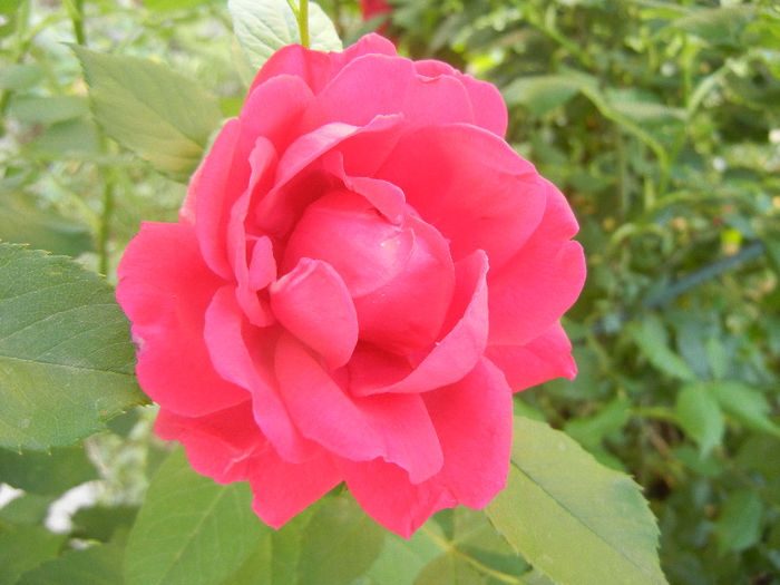 Rose Blaze (2013, May 20)