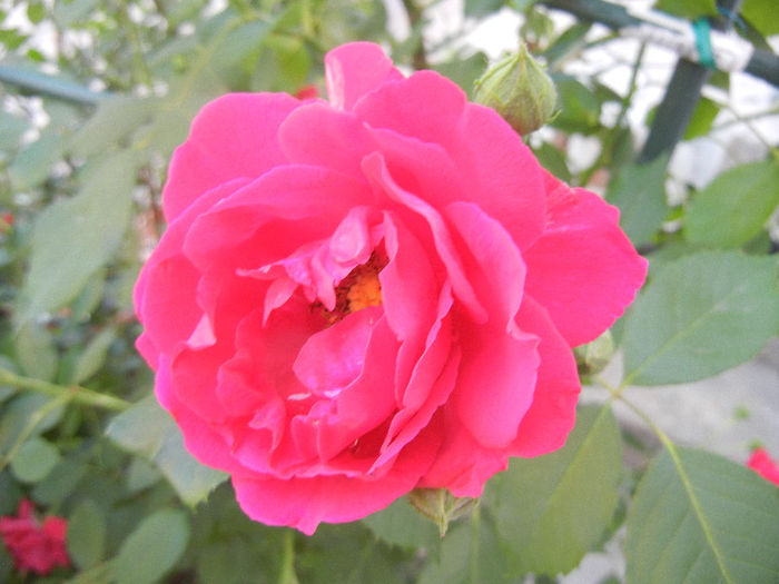 Rose Blaze (2013, May 20)