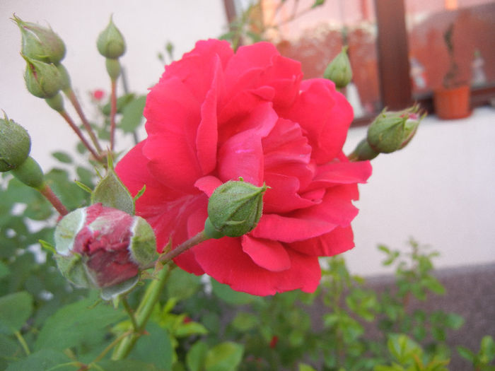 Rose Blaze (2013, May 20)