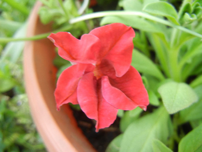 Red petunia, 20may2013