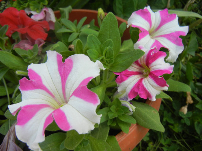 White & Pink petunias, 21may2013
