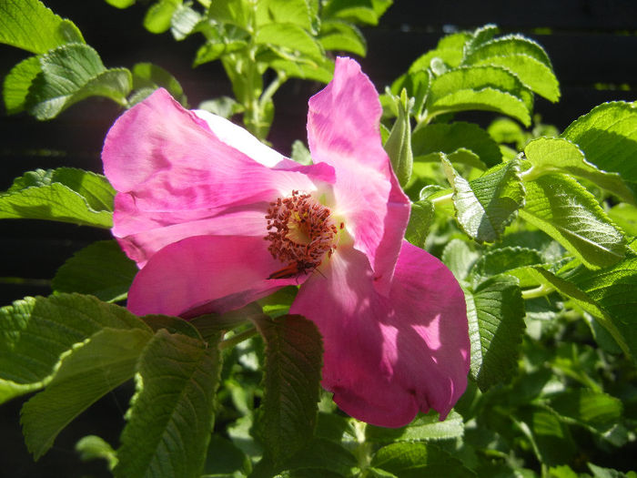 Rosa rugosa (2013, May 21)