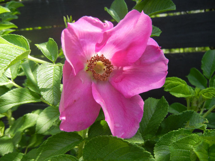 Rosa rugosa (2013, May 21) - ROSA Rugosa_Rugosa Rose