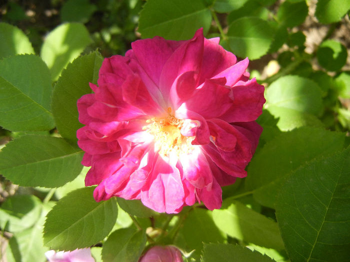 Damask Rose (2013, May 21) - ROSA Damascena_Damask Rose