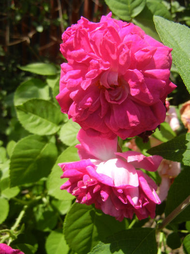 Damask Rose (2013, May 21) - ROSA Damascena_Damask Rose