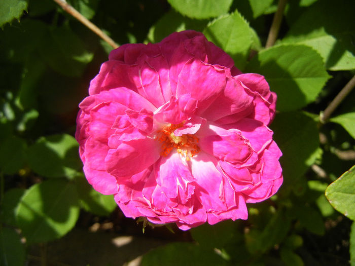 Damask Rose (2013, May 21) - ROSA Damascena_Damask Rose