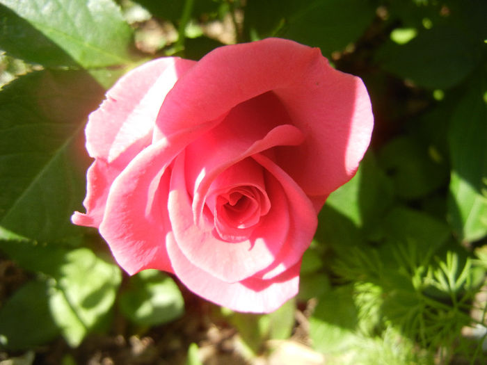 Rose Pink Peace (2013, May 21)