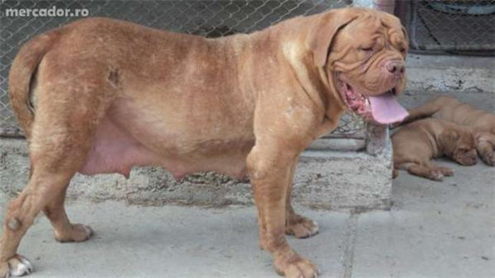 a493bc7b0bdc4b9d629e5d1dcd5eb00a - Vand pui Dog de Bordeaux