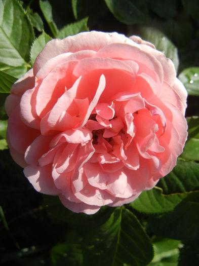 Rose Pleasure (2013, May 21)