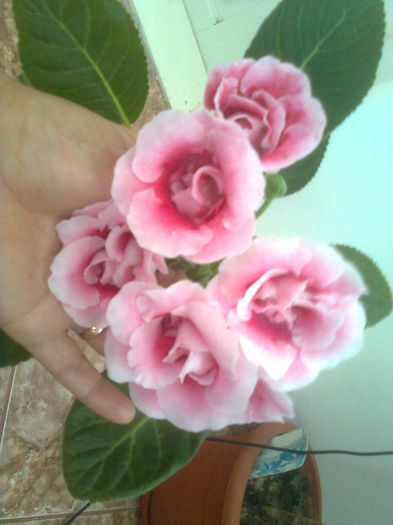 Clau^^2929 - gloxinia 2013