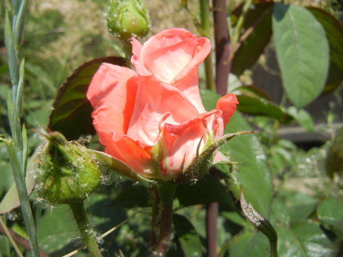 Rose Artistry (2013, May 21)