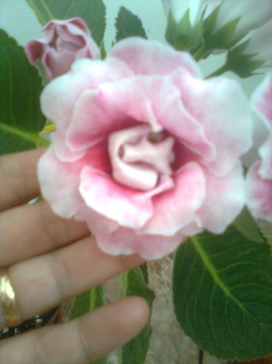 Clau^^2934 - gloxinia 2013