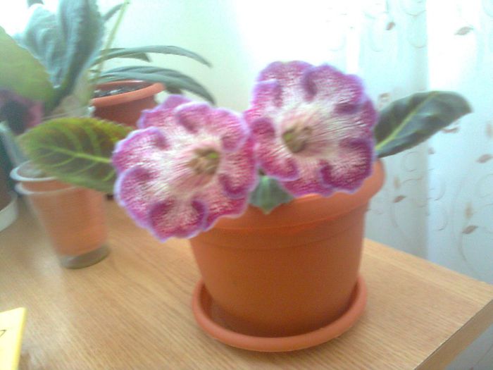 vishnevaja metel 20 5 2013 - gloxinia 2013