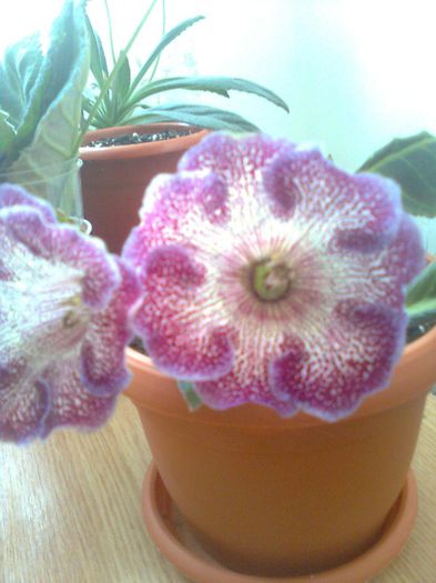 Clau^^2937 - gloxinia 2013